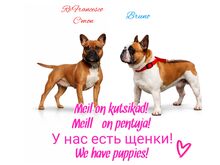 Prantsuse buldogi kutsikad