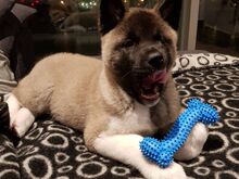Akita kutsikad