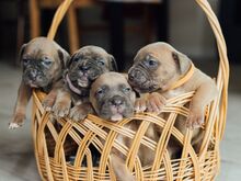 Cane Corso kutsikad