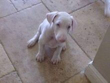 Ainulaadsed albiino dobermanni kutsikad.