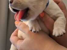 Labrador-retriiveri kutsikad