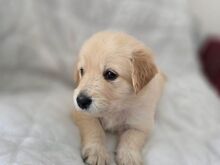 Golden Retriever Puppies Available