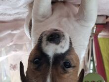 Jack Russell terjer