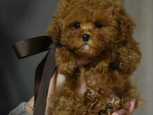 Toy poodle, very small