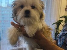 Shih tzu kutsikad