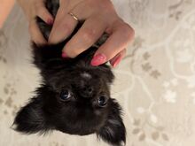 Chihuahua kutsikas