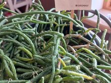 Toalill / taim Helmekaktus Rhipsalis
