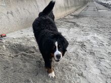 Berni alpi karjakoer otsib pruuti