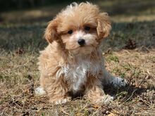 Maltipoo kutsikad