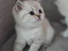 Британские котята