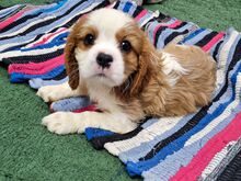 Cavalier King Charles spanjeli kutsikad!