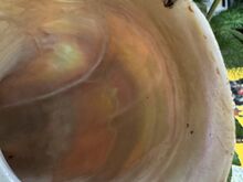 Suur ehtne Turbo marmoratus pärlmutterkarp – 15–17