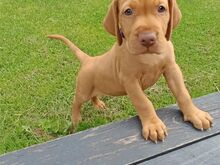 ungari vizsla