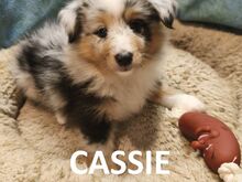 Shelti kutsikad