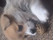 Welsh corgi pembroke kutsikad