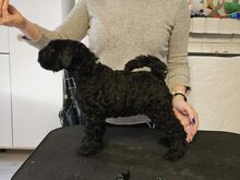 Kerry blue terrier