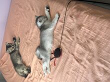 Котята, кошечка, котёнок,