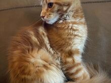 Maine Coon tõugu kassipojad