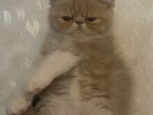 Котята экзотической породы