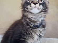Котята-самцы мейн-кун