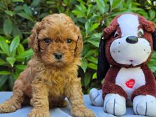 Cavapoo kutsikad