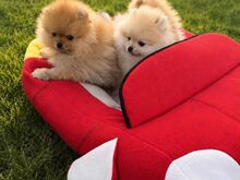 Pomeranian Sprs