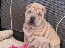 Shar Pei kutsikad..kirjuta mulle