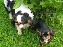 King Charles Spanjel