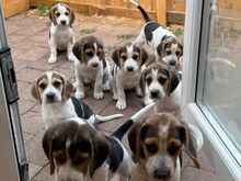 Beagle