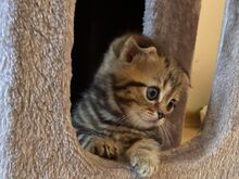 Шотландские вислоухие/прямоухие котята