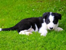Bordercollie kutsikad