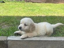 Golden Retriever Puppies Available