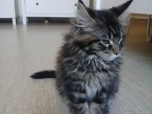 Maine Coon