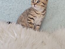 Британский короткошерстный котёнок-мальчик