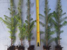 Hariliku kuuse taimed,  pikkus alates 34 cm
