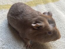 Merisiga