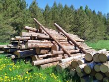 Kase-, kuuse-, männi- ja haavapalgid (3m pikkused)