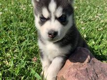 Imeilusad Siberi husky kutsikad... kirjuta mulle