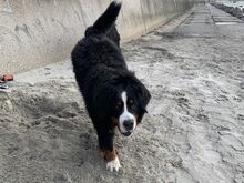 Бернский зенненхунд