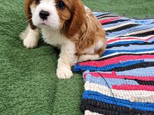 Cavalier King Charles spanjeli kutsikad!