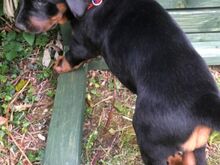 Dobermanni kutsikad