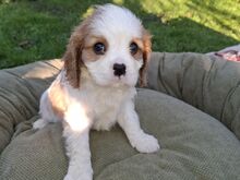 Cavalier King Charles spanjeli kutsikad!