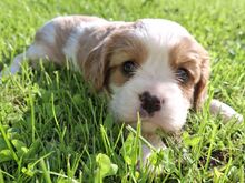 Cavalier King Charles spanjeli kutsikad