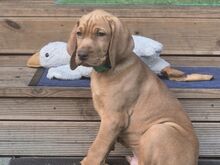 Vizsla / Ungari lühikarvalise linnukoera kutsikad