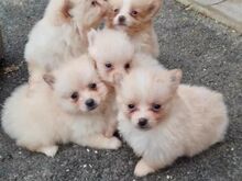 Müügil armsad pomeranian kutsikad..