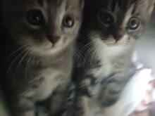Милые котята ищут новый дом