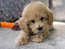 Poochon Kutsikad