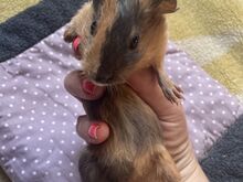 Merisiga