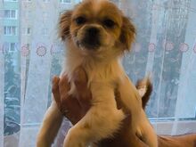 Shih tzu kutsikad