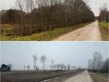 Võsalõikus ja kasvava võsa ost